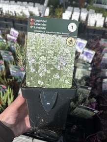 Hvid lavendel 'White Summer'